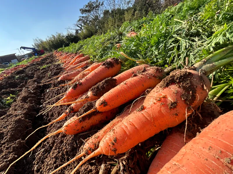 掘り出された色鮮やかなにんじんの風景