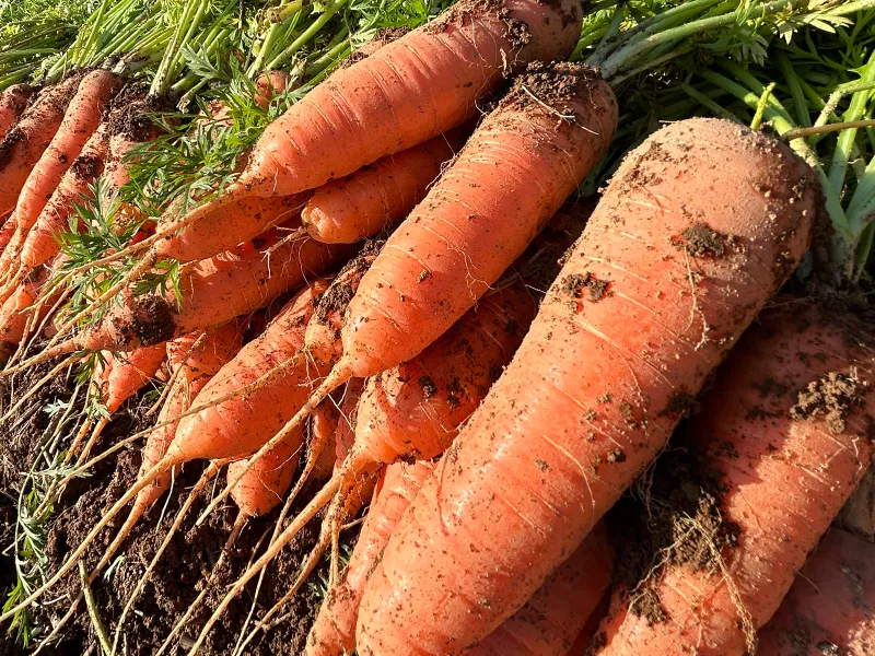 こだわりにんじんをお届けする平野青果の理念
