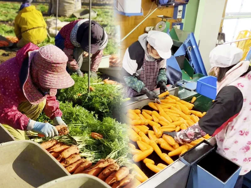 収穫および選果の様子